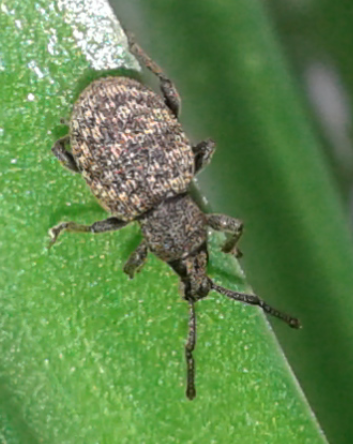 Curculionidae :Otiorhynchus  globus